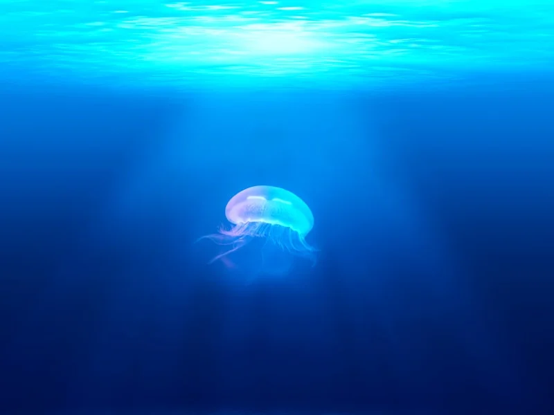 Jellyfish in deep blue water