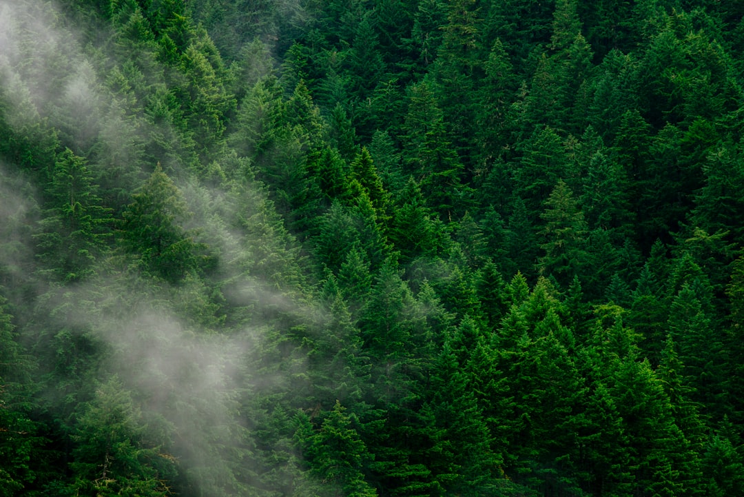 forest.png
